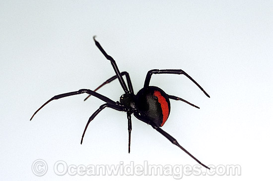 Red-back Spider (Latrodectus hasselti) - female. Highly venomous and deadly spider. New South Wales, Australia Photo - Gary Bell Red-back Spider (Latrodectus hasselti) - female. Highly venomous and deadly spider. New South Wales, Australia Photo - Gary Bell