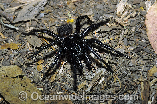 Sydney Funnel-web Spider Atrax robustus photo