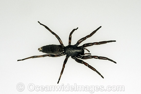White-tailed Spider (Lampona cylindrata). Eastern Australia. A common perception is that white tail spider bites can be associated with long term skin infections, and in rarer cases progression to necrosis. No formal studies have found evidence for this. Photo - Gary Bell