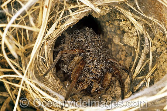 Wolf Spider Lycosa godeffroyi with young photo