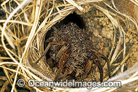 Wolf Spider Lycosa godeffroyi with young Photo - Gary Bell