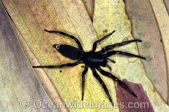 White-tailed Spider Lampona cylindrata photo