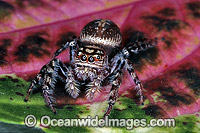 Garden Jumping Spider Opisthoncus sp. Photo - Gary Bell