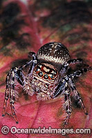 Garden Jumping Spider Salticidae Photo - Gary Bell