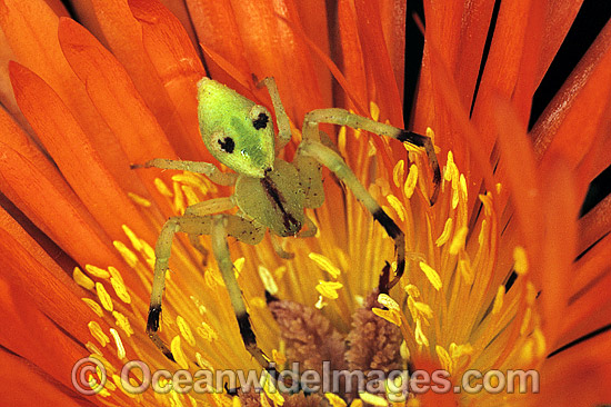 Flower Spider Diaea sp. photo Flower Spider Diaea sp. photo