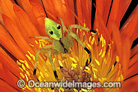 Flower Spider Diaea sp. Photo - Gary Bell