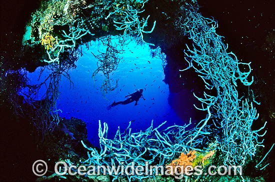 Scuba Diver and Sponge Garden photo