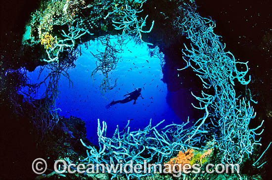 Scuba Diver and Sponge Garden photo Scuba Diver and Sponge Garden photo