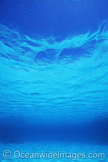Underwater seascape sea floor photo