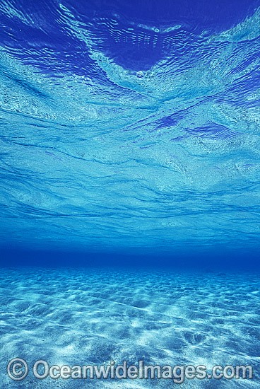 Underwater seascape Coral Sea photo