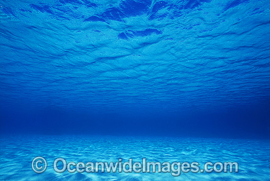 Underwater seascape Coral Sea photo