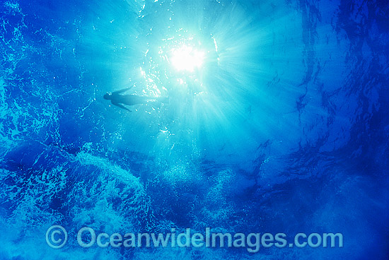 Diver swimming through sunrays photo