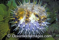 Globefish Diodon nichthemerus Photo - Bill Boyle