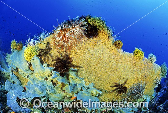 Gorgonian Fan Coral and Feather Stars photo