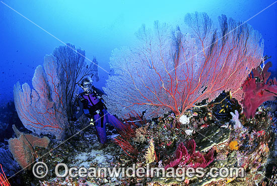 Scuba Diver and Gorgonian Corals photo Scuba Diver and Gorgonian Corals photo