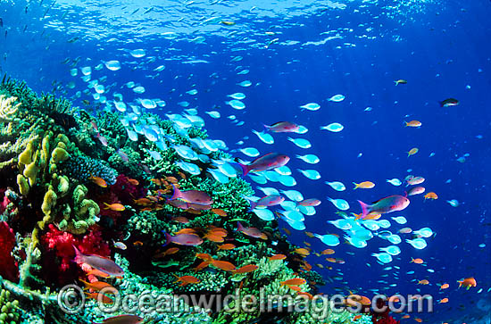 Great Barrier Reef photo
