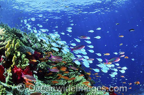 Great Barrier Reef photo Great Barrier Reef photo