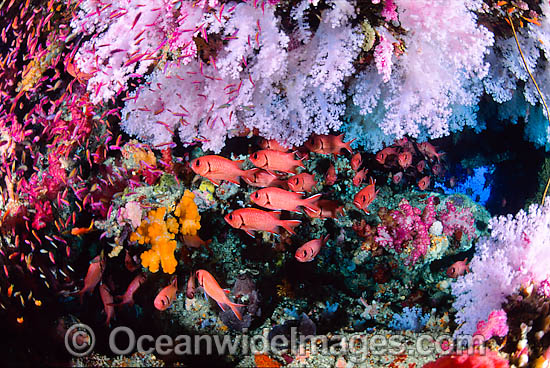 Big-eye Soldierfish and Soft Coral photo