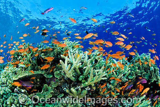 Orange Fairy Basslets and Coral photo Orange Fairy Basslets and Coral photo