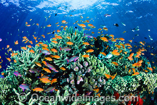 Orange Fairy Basslets and Coral photo