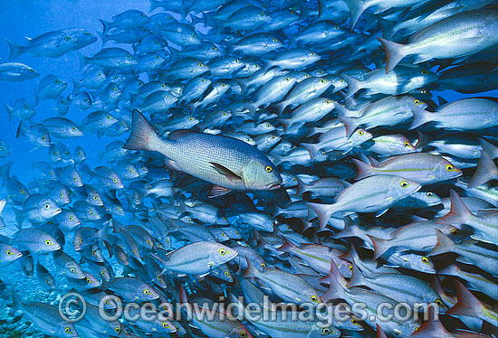 Schooling Red Bass Lutjanus bohar photo