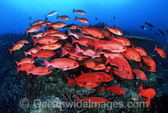 Schooling Pinjalo Snapper Pinjalo lewisi photo