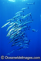 Scuba Diver schooling Chevron Barracuda Photo - Gary Bell
