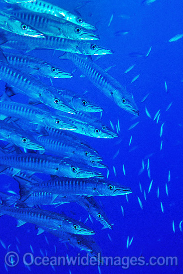 Schooling Chevron Barracuda (Sphyraena qenie). Great Barrier Reef, Queensland, Australia Photo - Gary Bell Schooling Chevron Barracuda (Sphyraena qenie). Great Barrier Reef, Queensland, Australia Photo - Gary Bell