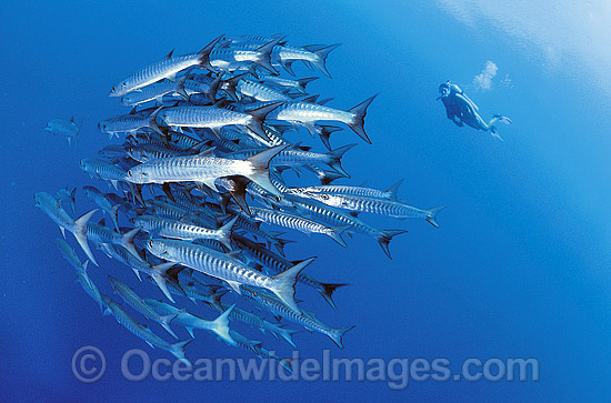 Scuba Diver observing schooling Chevron Barracuda (Sphyraena qenie). Great Barrier Reef, Queensland, Australia Photo - Gary Bell Scuba Diver observing schooling Chevron Barracuda (Sphyraena qenie). Great Barrier Reef, Queensland, Australia Photo - Gary Bell