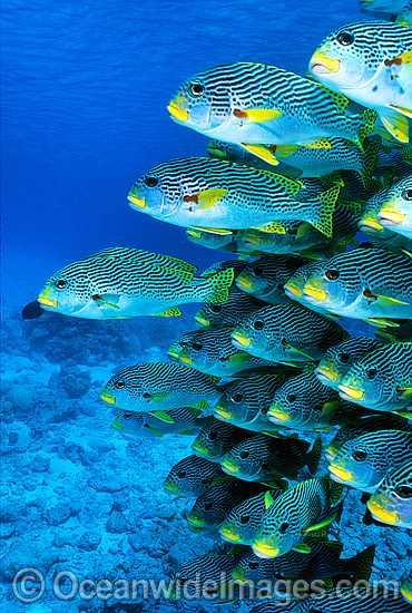 Diagonal-banded Sweetlips Plectorhinchus lineatus photo