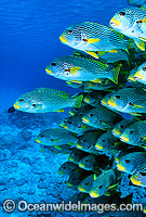 Diagonal-banded Sweetlips Plectorhinchus lineatus Photo - Gary Bell