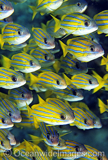 Schooling Blue-stripe Snapper Lutjanus kasmira photo Schooling Blue-stripe Snapper Lutjanus kasmira photo