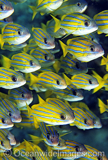 Schooling Blue-stripe Snapper Lutjanus kasmira photo