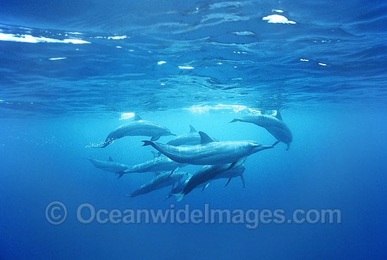 Pod of Spinner Dolphin (Stenella longirostris). Also known as Long-Snouted Spinner Dolphin. Coral Sea, Queensland, Australia Photo - Gary Bell Pod of Spinner Dolphin (Stenella longirostris). Also known as Long-Snouted Spinner Dolphin. Coral Sea, Queensland, Australia Photo - Gary Bell