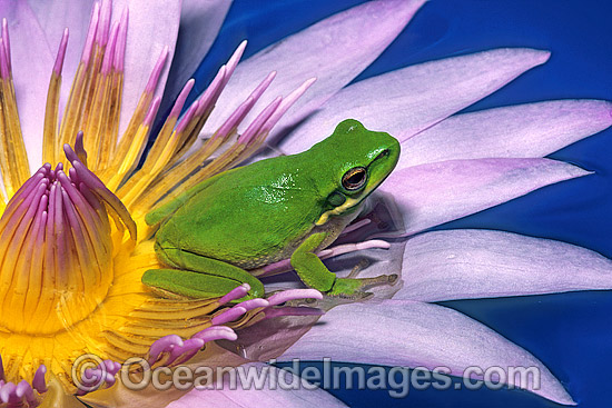 Eastern Dwarf Tree Frog on waterlily flower photo