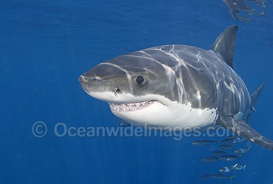 Great White Shark (Carcharodon carcharias) underwater. Also known as White Pointer and White Death. Guadalupe Island, Baja, Mexico, Pacific Ocean. Listed as Vulnerable Species on the IUCN Red List. Photo - Chris & Monique Fallows Great White Shark (Carcharodon carcharias) underwater. Also known as White Pointer and White Death. Guadalupe Island, Baja, Mexico, Pacific Ocean. Listed as Vulnerable Species on the IUCN Red List. Photo - Chris & Monique Fallows