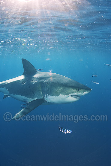 Great White Shark (Carcharodon carcharias) surrounded by Pilot Fish (Naucrates ductor). Also known as White Pointer and White Death. Guadalupe Island, Baja, Mexico, Pacific Ocean. Listed as Vulnerable Species on the IUCN Red List. Photo - Chris & Monique Fallows Great White Shark (Carcharodon carcharias) surrounded by Pilot Fish (Naucrates ductor). Also known as White Pointer and White Death. Guadalupe Island, Baja, Mexico, Pacific Ocean. Listed as Vulnerable Species on the IUCN Red List. Photo - Chris & Monique Fallows