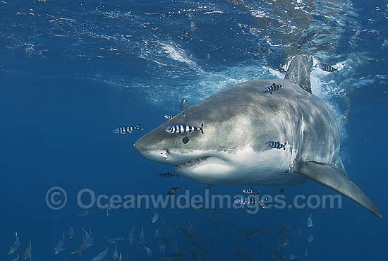 Great White Shark (Carcharodon carcharias) surrounded by Pilot Fish (Naucrates ductor). Also known as White Pointer and White Death. Guadalupe Island, Baja, Mexico, Pacific Ocean. Listed as Vulnerable Species on the IUCN Red List. Photo - Chris & Monique Fallows