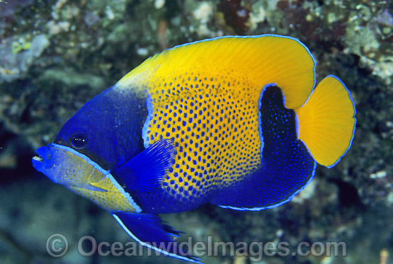 Blue-girdled Angelfish Pomacanthus navarchus photo