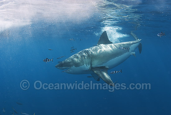 Great White Shark (Carcharodon carcharias) surrounded by Pilot Fish (Naucrates ductor). Also known as White Pointer and White Death. Guadalupe Island, Baja, Mexico, Pacific Ocean. Listed as Vulnerable Species on the IUCN Red List. Photo - Chris & Monique Fallows