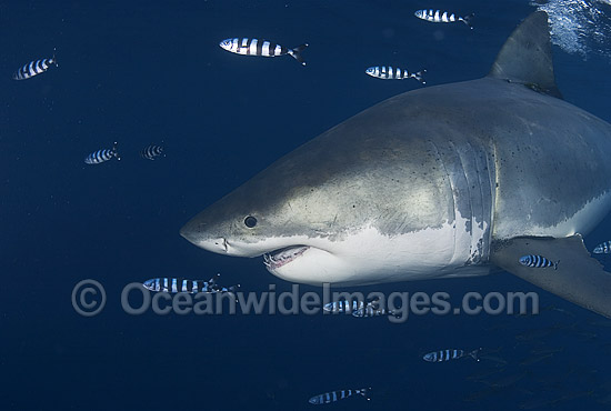 Great White Shark (Carcharodon carcharias) surrounded by Pilot Fish (Naucrates ductor). Also known as White Pointer and White Death. Guadalupe Island, Baja, Mexico, Pacific Ocean. Listed as Vulnerable Species on the IUCN Red List. Photo - Chris & Monique Fallows Great White Shark (Carcharodon carcharias) surrounded by Pilot Fish (Naucrates ductor). Also known as White Pointer and White Death. Guadalupe Island, Baja, Mexico, Pacific Ocean. Listed as Vulnerable Species on the IUCN Red List. Photo - Chris & Monique Fallows