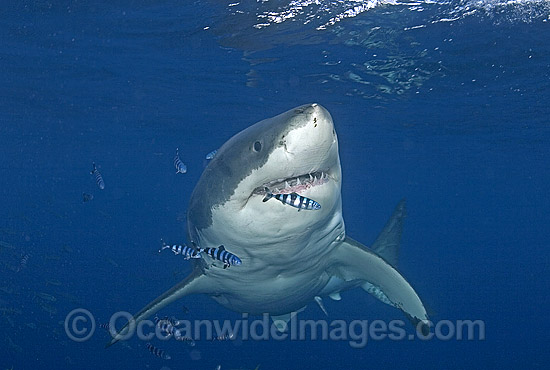 Great White Shark (Carcharodon carcharias) surrounded by Pilot Fish (Naucrates ductor). Also known as White Pointer and White Death. Guadalupe Island, Baja, Mexico, Pacific Ocean. Listed as Vulnerable Species on the IUCN Red List. Photo - Chris & Monique Fallows Great White Shark (Carcharodon carcharias) surrounded by Pilot Fish (Naucrates ductor). Also known as White Pointer and White Death. Guadalupe Island, Baja, Mexico, Pacific Ocean. Listed as Vulnerable Species on the IUCN Red List. Photo - Chris & Monique Fallows