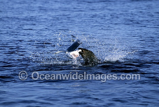Rare pictures of a bull Cape Fur Seal (Arctocephalus pusillus pusillus) predating on a Blue Shark (Prionace glauca). This behaviour has never before been documented. Off False Bay, South Africa. Sequence - 1a Photo - Chris & Monique Fallows Rare pictures of a bull Cape Fur Seal (Arctocephalus pusillus pusillus) predating on a Blue Shark (Prionace glauca). This behaviour has never before been documented. Off False Bay, South Africa. Sequence - 1a Photo - Chris & Monique Fallows