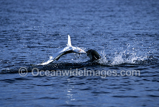 Rare pictures of a bull Cape Fur Seal (Arctocephalus pusillus pusillus) predating on a Blue Shark (Prionace glauca). This behaviour has never before been documented. Off False Bay, South Africa. Sequence - 1c Photo - Chris & Monique Fallows
