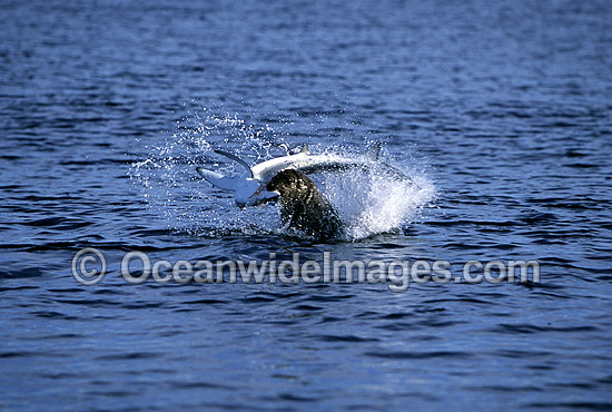 Seal attacking Blue Shark photo