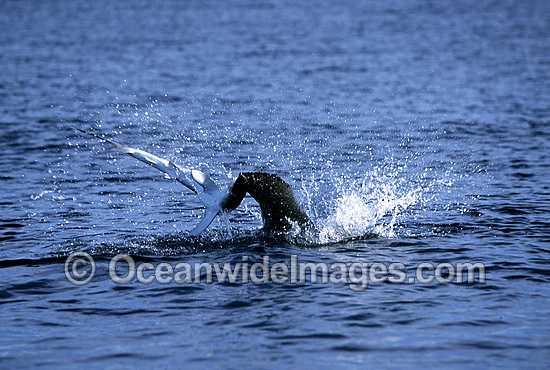 Bull Cape Fur Seal predating Blue Shark photo