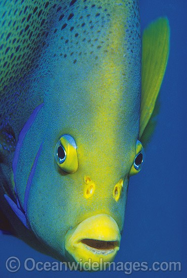 Blue Angelfish Pomacanthus semicirculatus photo