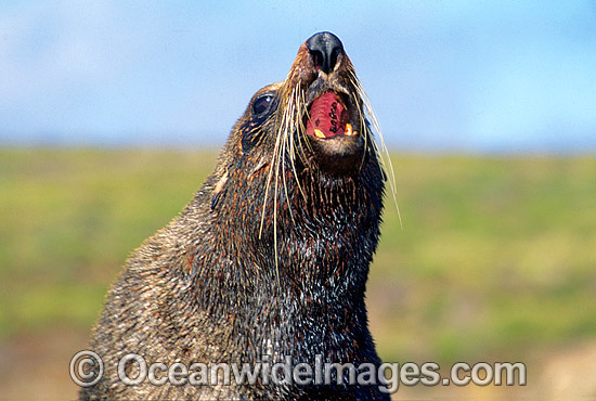 New Zealand Fur Seal bull photo New Zealand Fur Seal bull photo