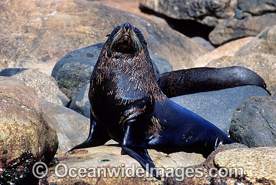 New Zealand Fur Seal (Arctocephalus forsteri) - bull. Neptune Islands, South Australia. Classified Low Risk on the IUCN Red List. Photo - Gary Bell