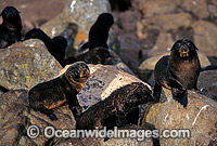 New Zealand Fur Seals pups Photo - Gary Bell